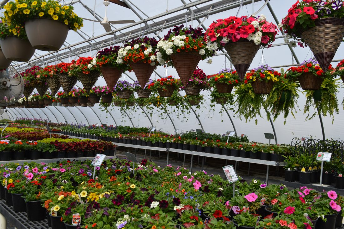 Area greenhouses busy as warm weather arrives News, Sports, Jobs